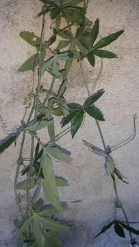 Image de Passiflora caerulea L.