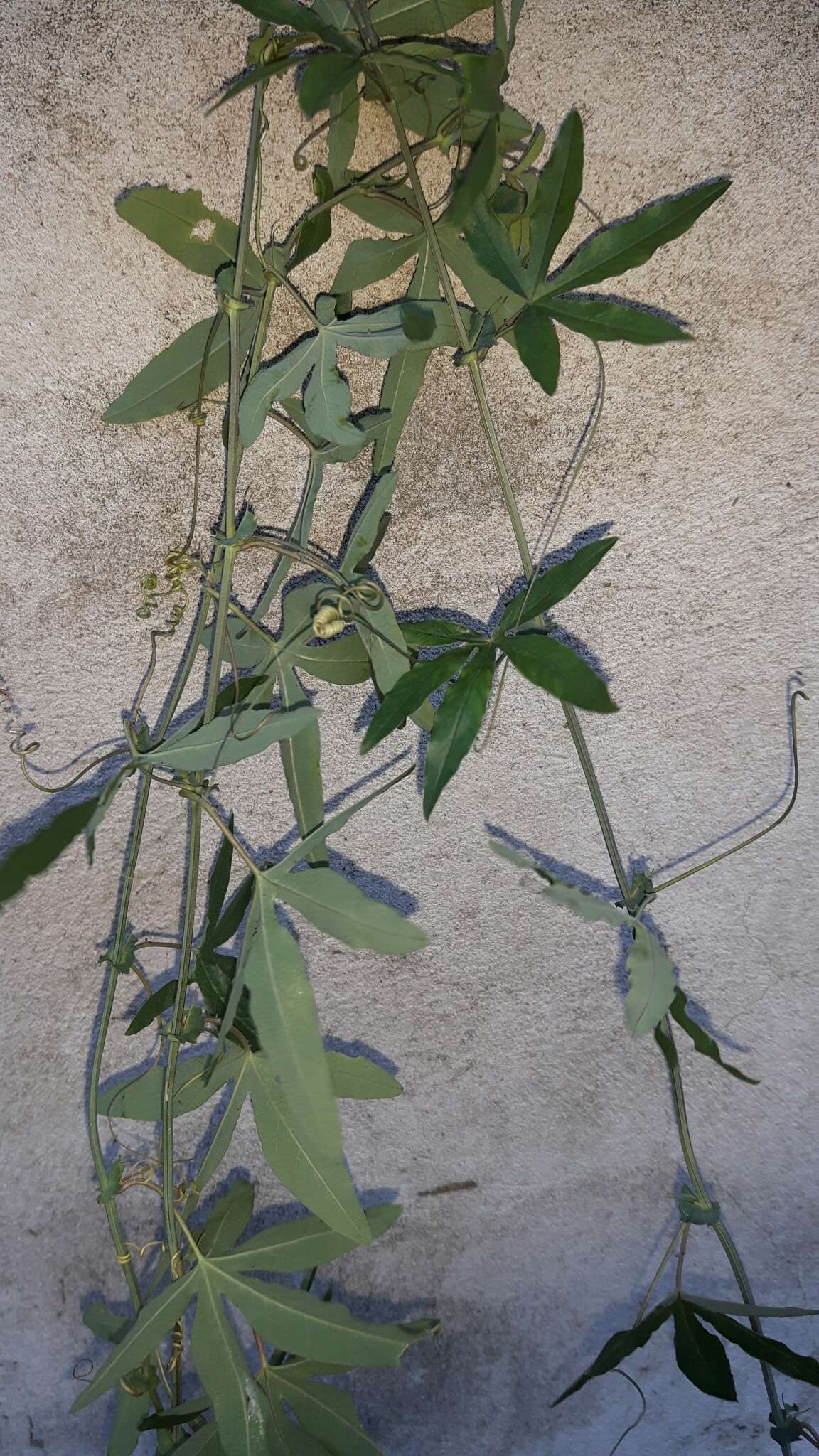 Image of Blue Passion Flower