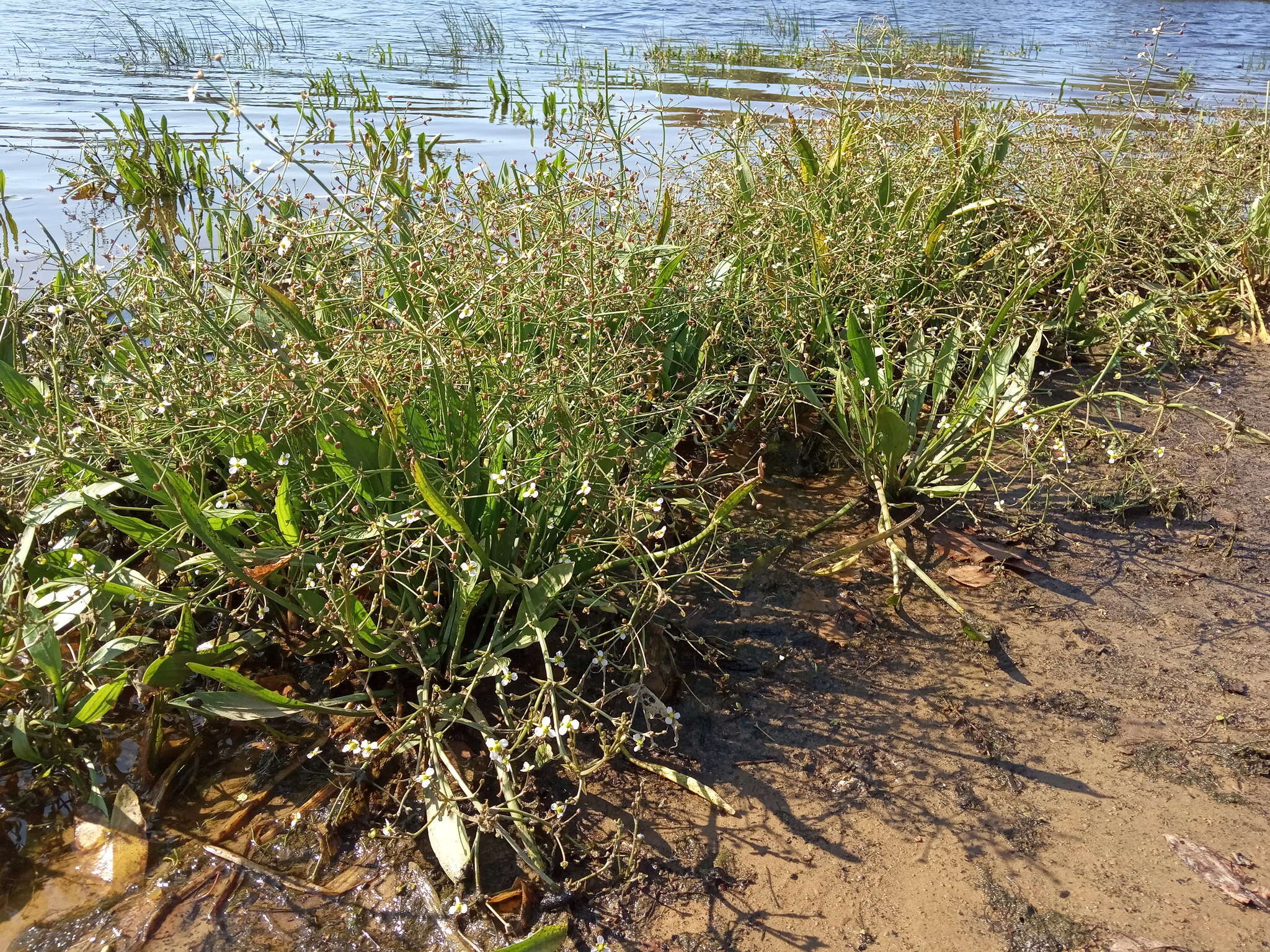 Image of Narrowleaf Water-plantain