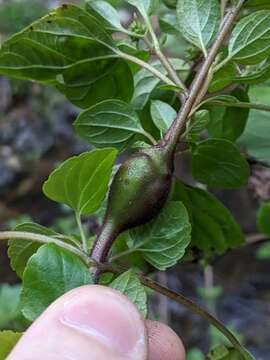 Image of Eupatorium gall midge