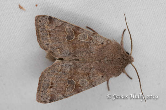 Imagem de Orthosia hibisci Guenée 1852