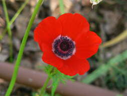 Imagem de Anemone coronaria L.