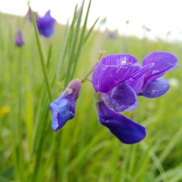 Image of <i>Lathyrus bauhini</i>