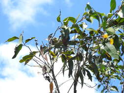 Image of Eucalyptus latisinensis K. D. Hill