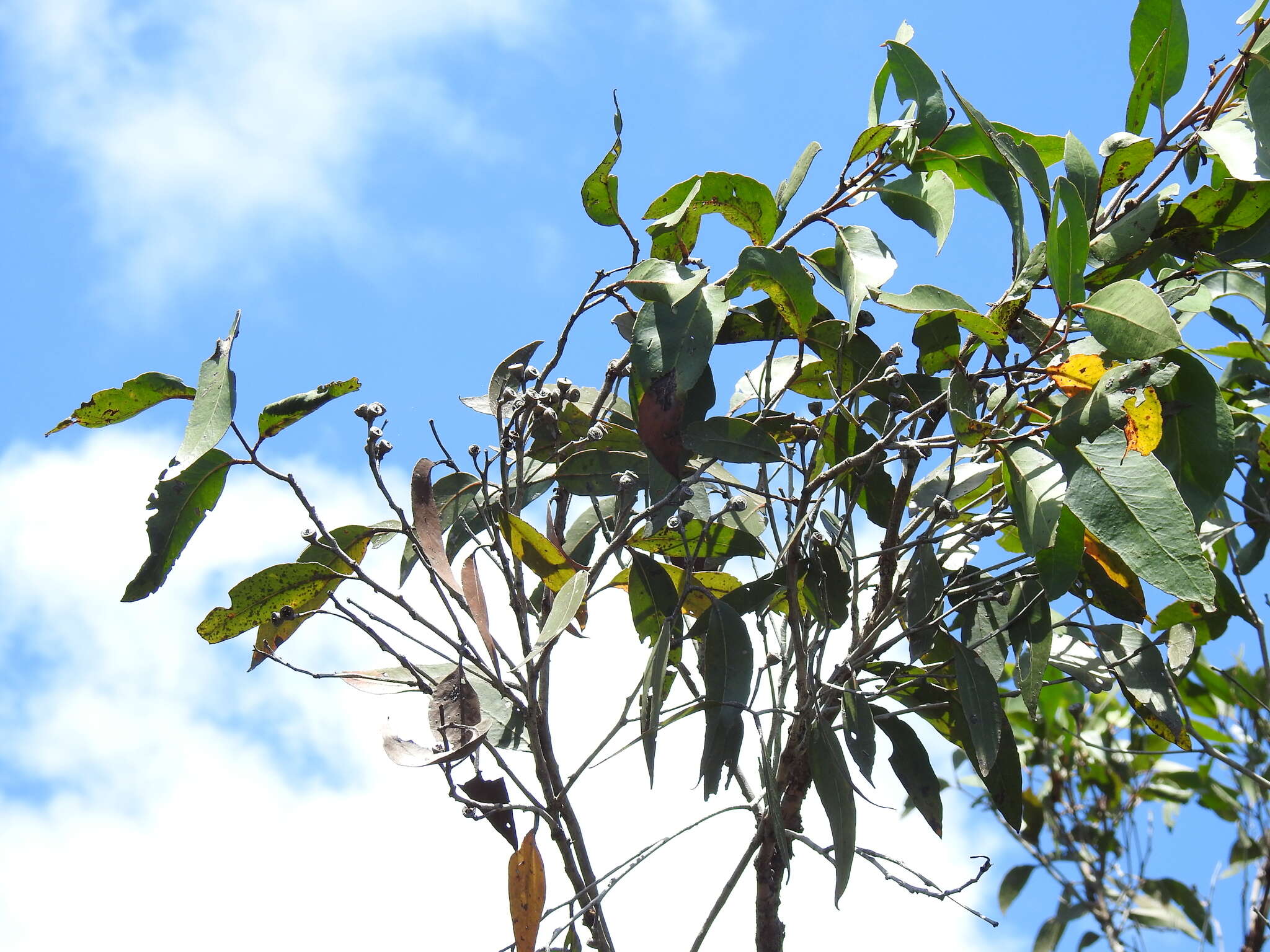 Image of Eucalyptus latisinensis K. D. Hill