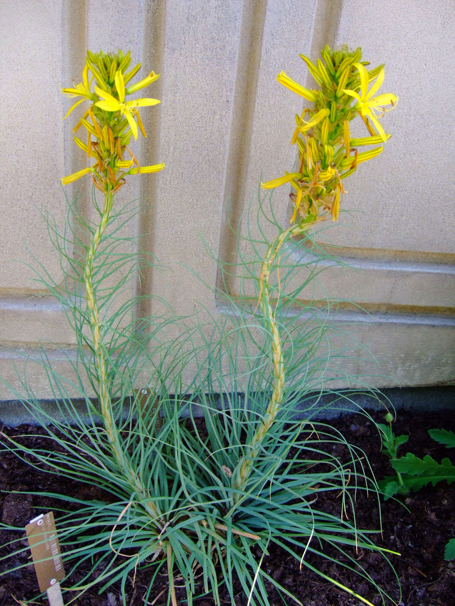 Image of yellow asphodel