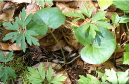 Image of European wild ginger