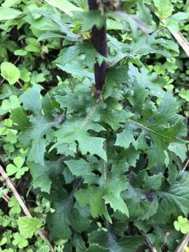 Image of Lactuca formosana Maxim.