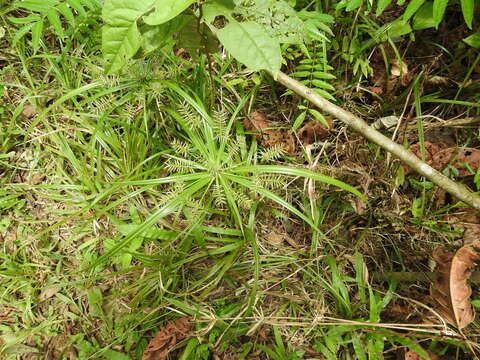 Cyperus meyenianus Kunth的圖片