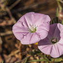 Convolvulus angustissimus R. Br. resmi