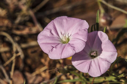 Imagem de Convolvulus angustissimus R. Br.