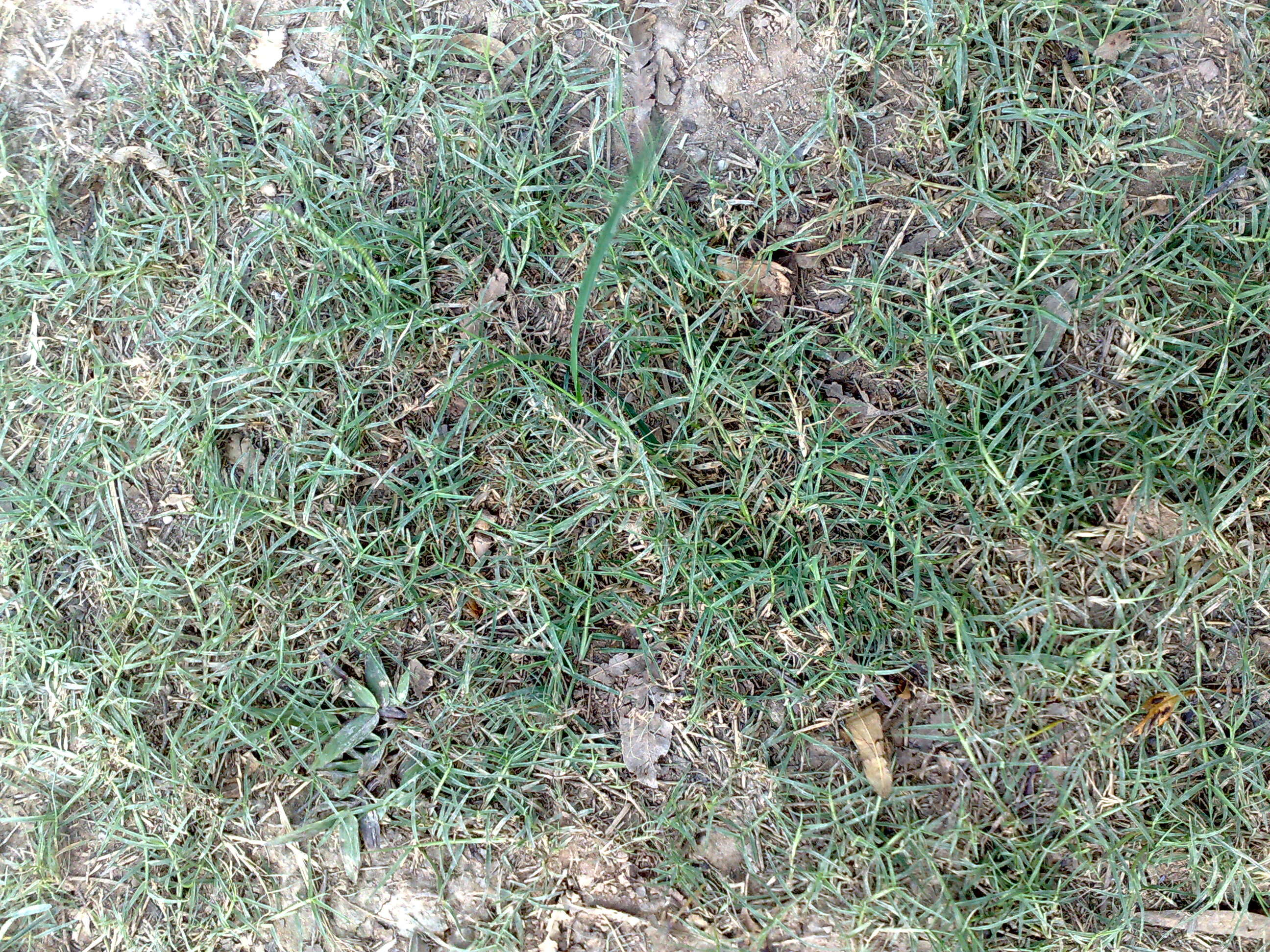 Image of Bermudagrass