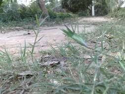 Image of Bermudagrass