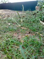 Image of Bermudagrass