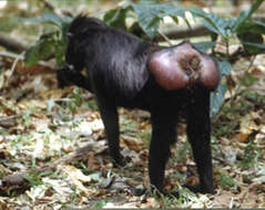 Image of Celebes crested macaque