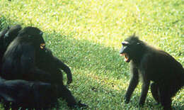 Image of Celebes crested macaque