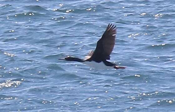 Image of Guanay Cormorant