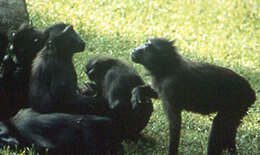 Image of Celebes crested macaque