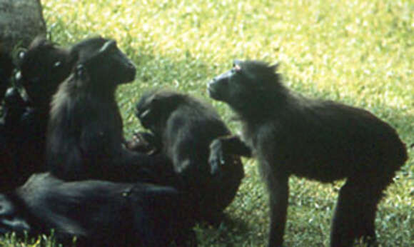 Image of Celebes crested macaque