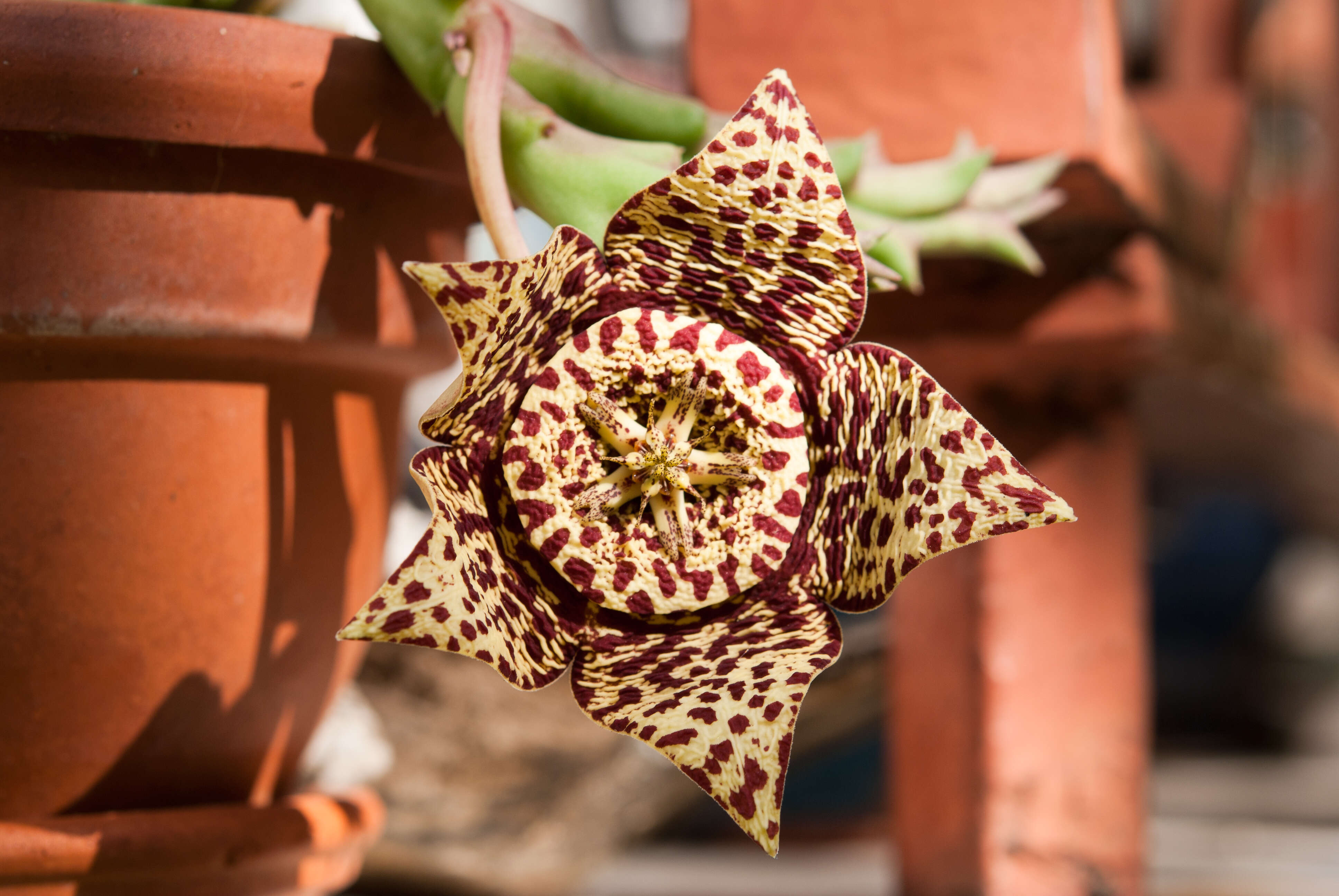 Ceropegia mixta (Masson) Bruyns resmi