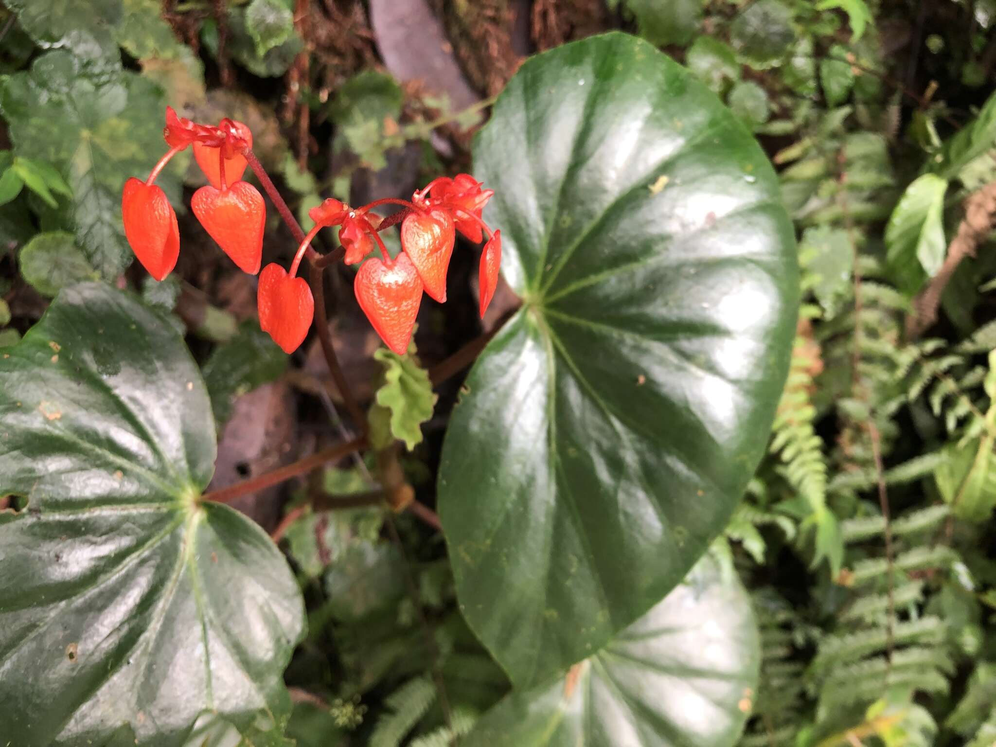 Image of Begonia stenotepala L. B. Sm. & B. G. Schub.