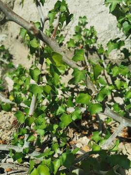 Image of Jatropha bullockii E. J. Lott