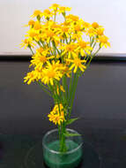 Image of roundleaf ragwort