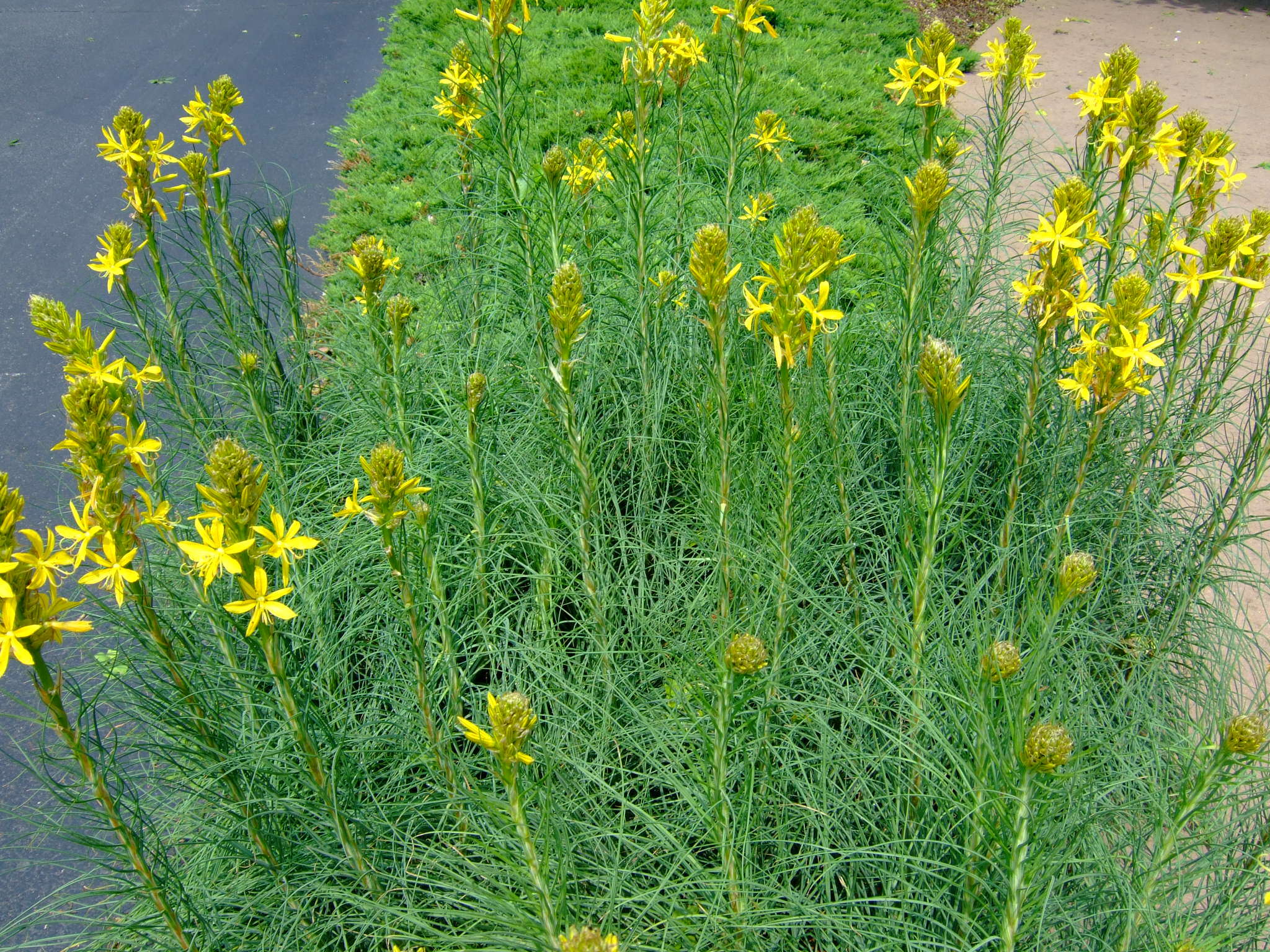 Image of yellow asphodel