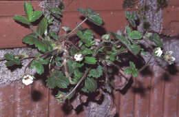 Image of Barren Strawberry