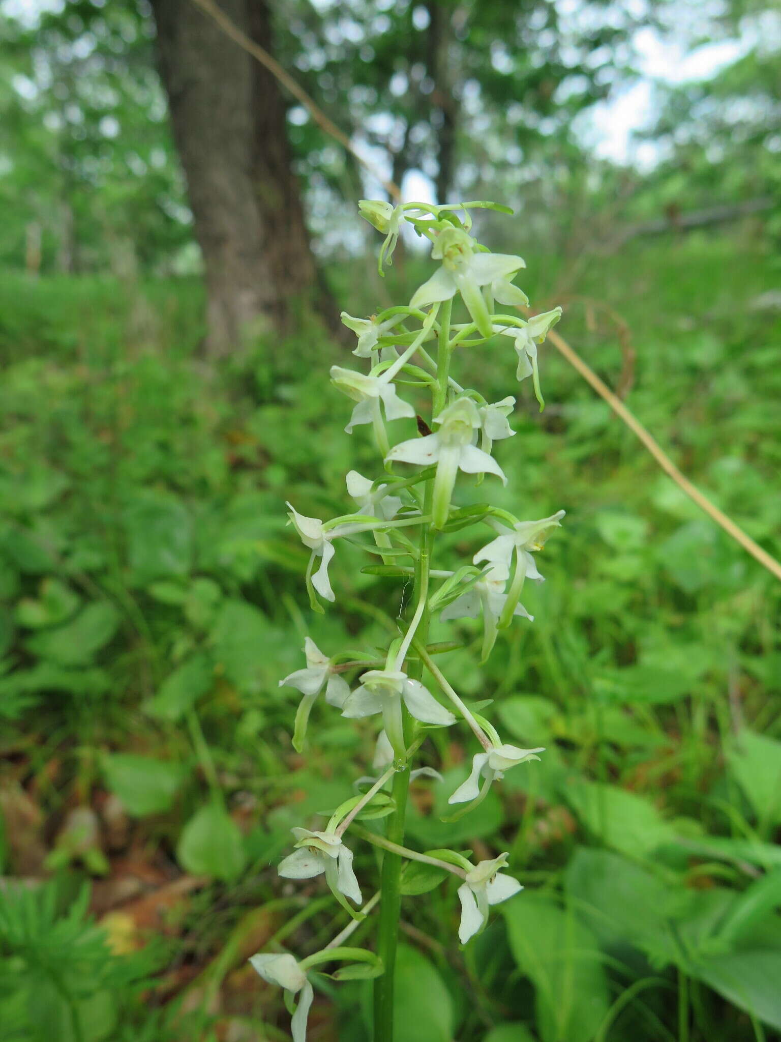 Image of Platanthera mixta Efimov