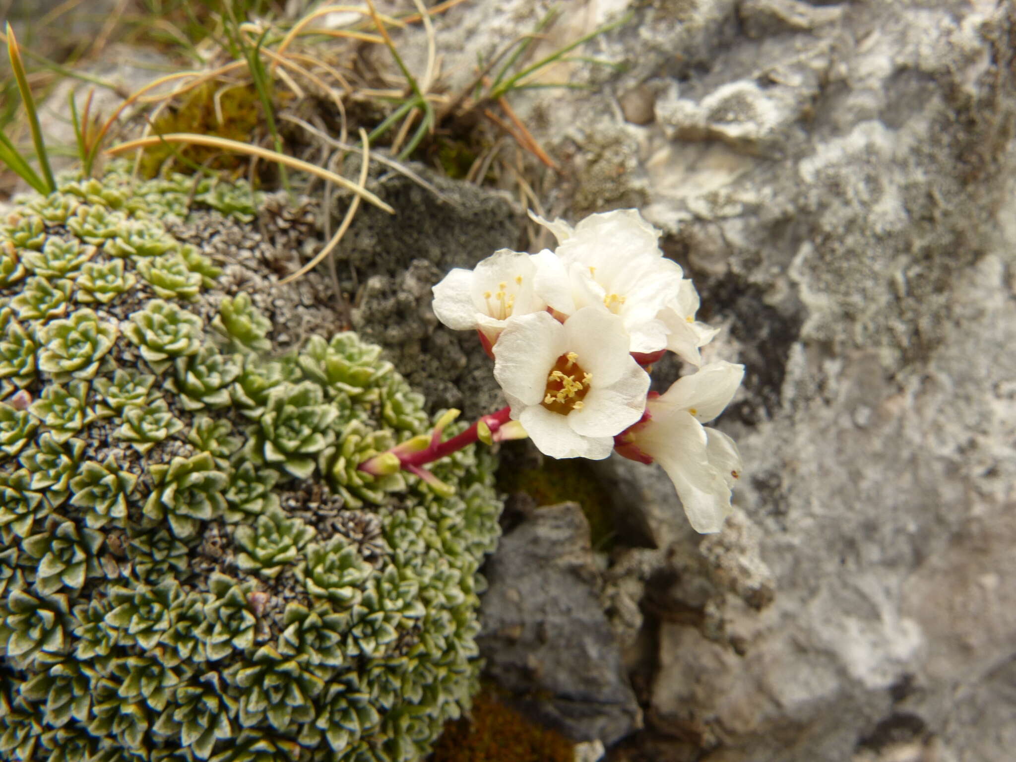 Sivun Saxifraga marginata Sternb. kuva