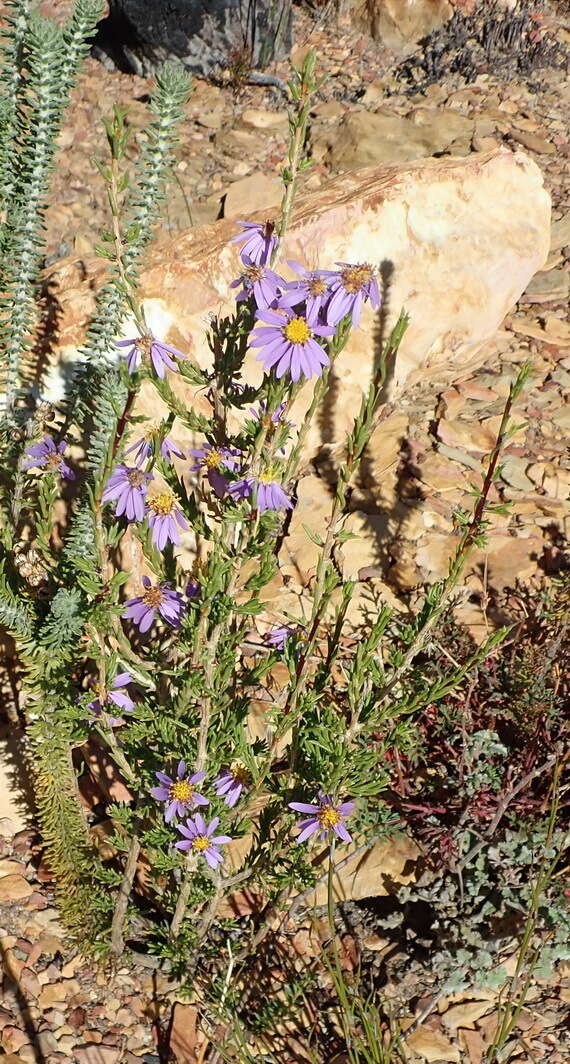 Image of Fine-leaved felicia