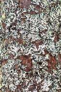 Image of shield lichen