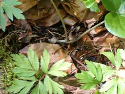 Image of European wild ginger