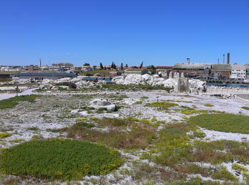 Image of Cape Gannet