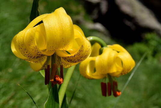 Слика од Lilium jankae A. Kern.
