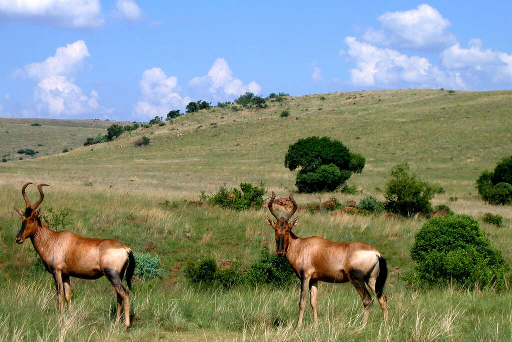 Image of Alcelaphus buselaphus caama