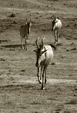 Image of Alcelaphus buselaphus caama