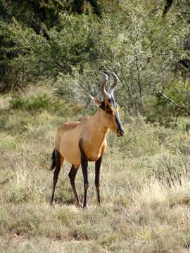 Image of Alcelaphus buselaphus caama