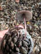 Mycena purpureofusca (Peck) Sacc. 1887 resmi