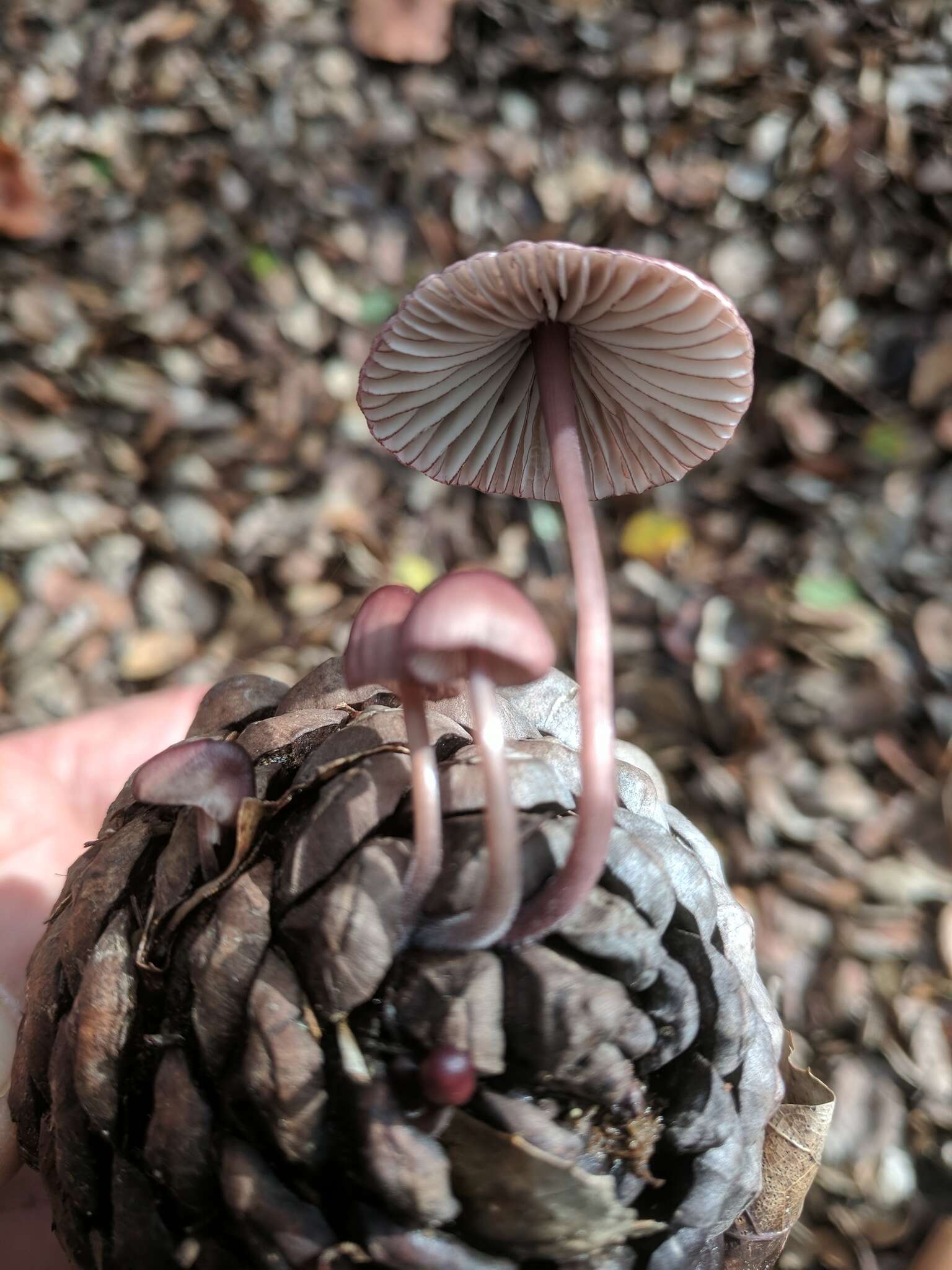 Image of Mycena purpureofusca (Peck) Sacc. 1887