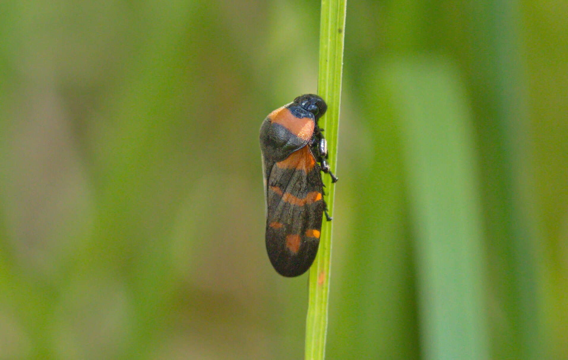 Image of Cosmoscarta dimidiata (Dallas 1850)