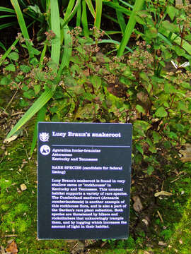 Image of Lucy Braun's snakeroot