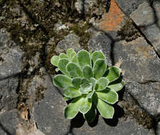 Image de Saxifraga cotyledon L.