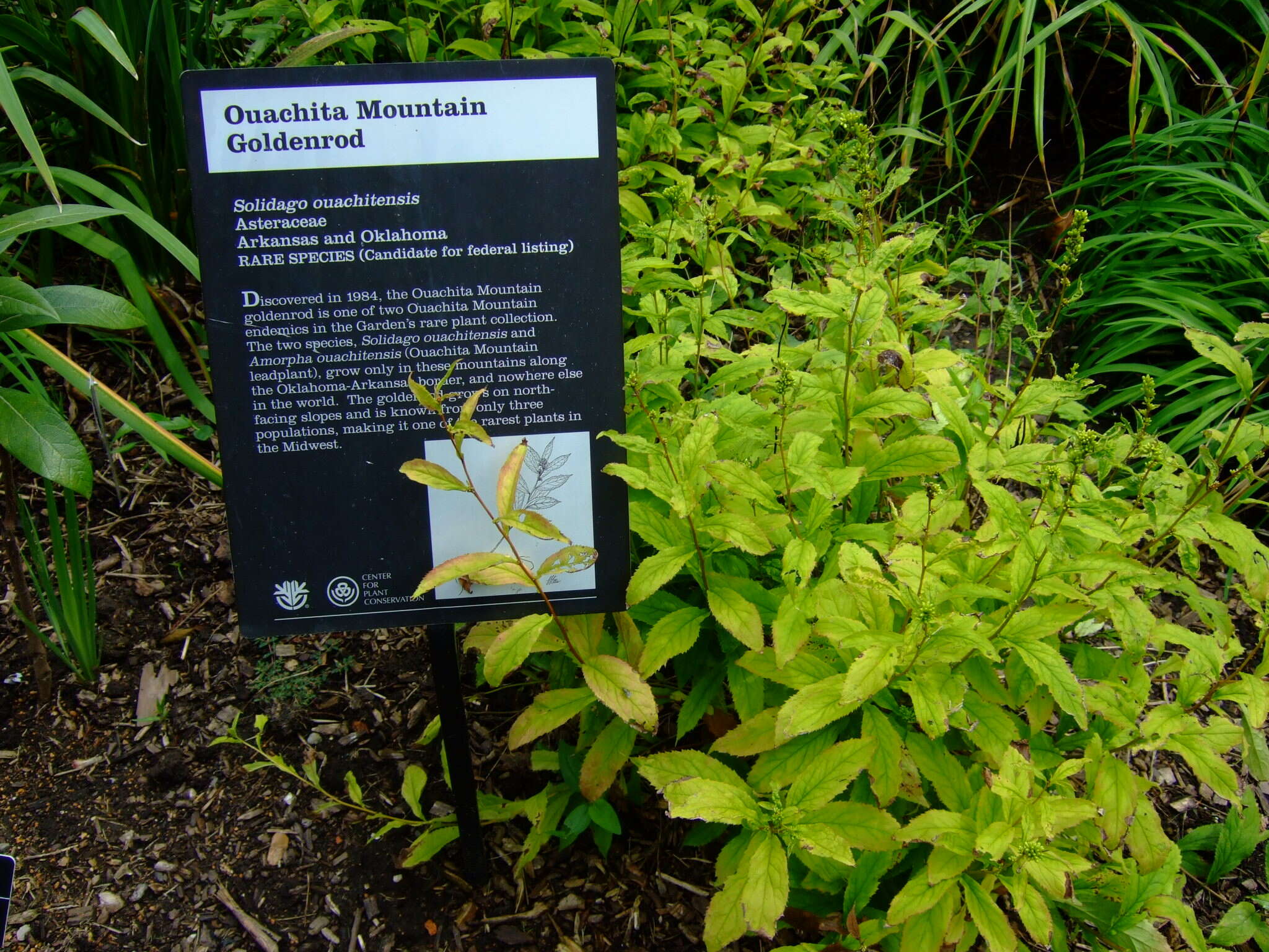 Image of Ouachita Mountain goldenrod