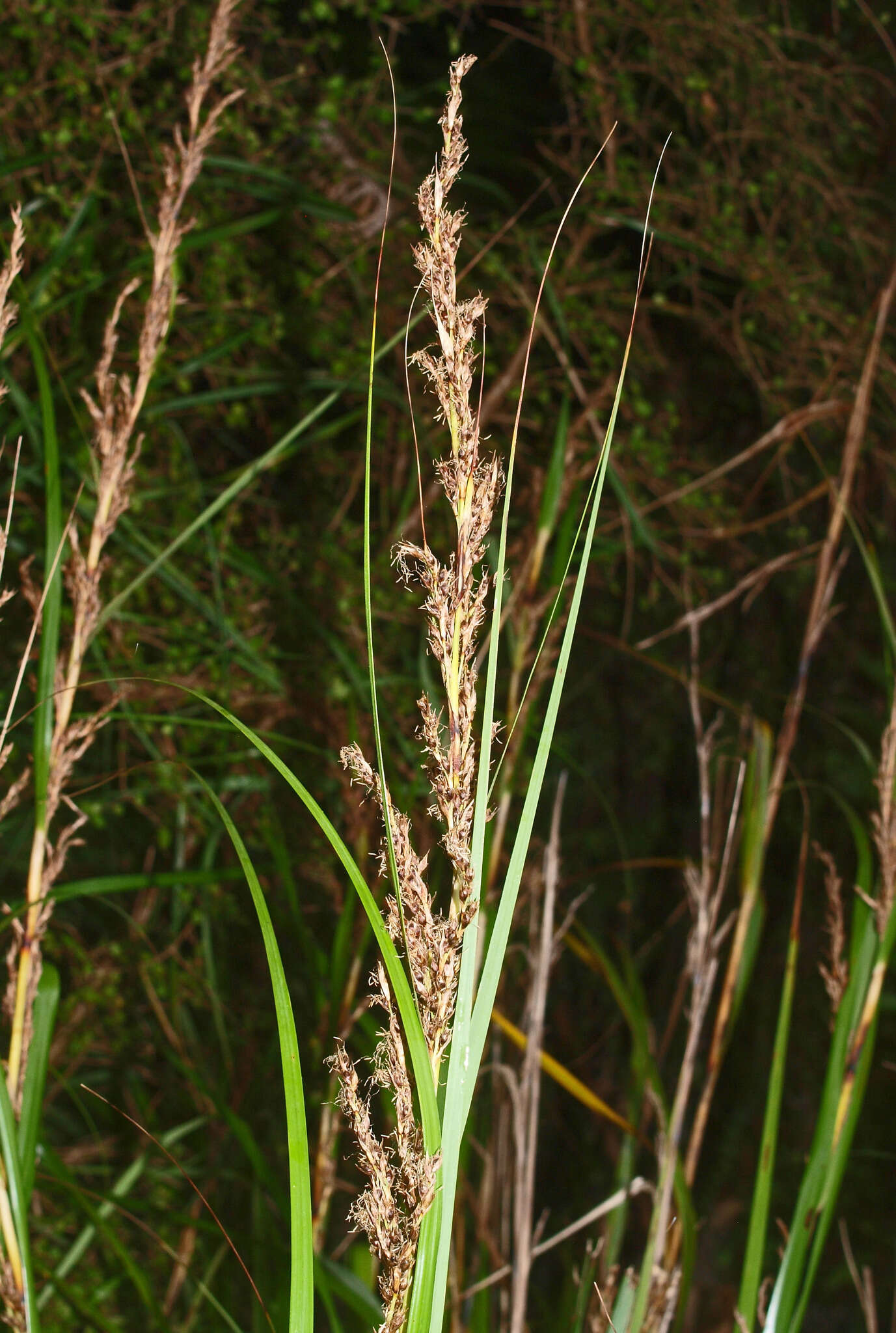 Image of Lanai sawsedge