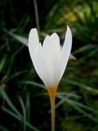 Image of Crocus ochroleucus Boiss. & Gaill.