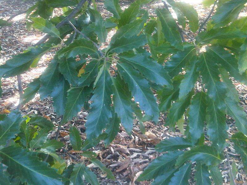 Image of English oak