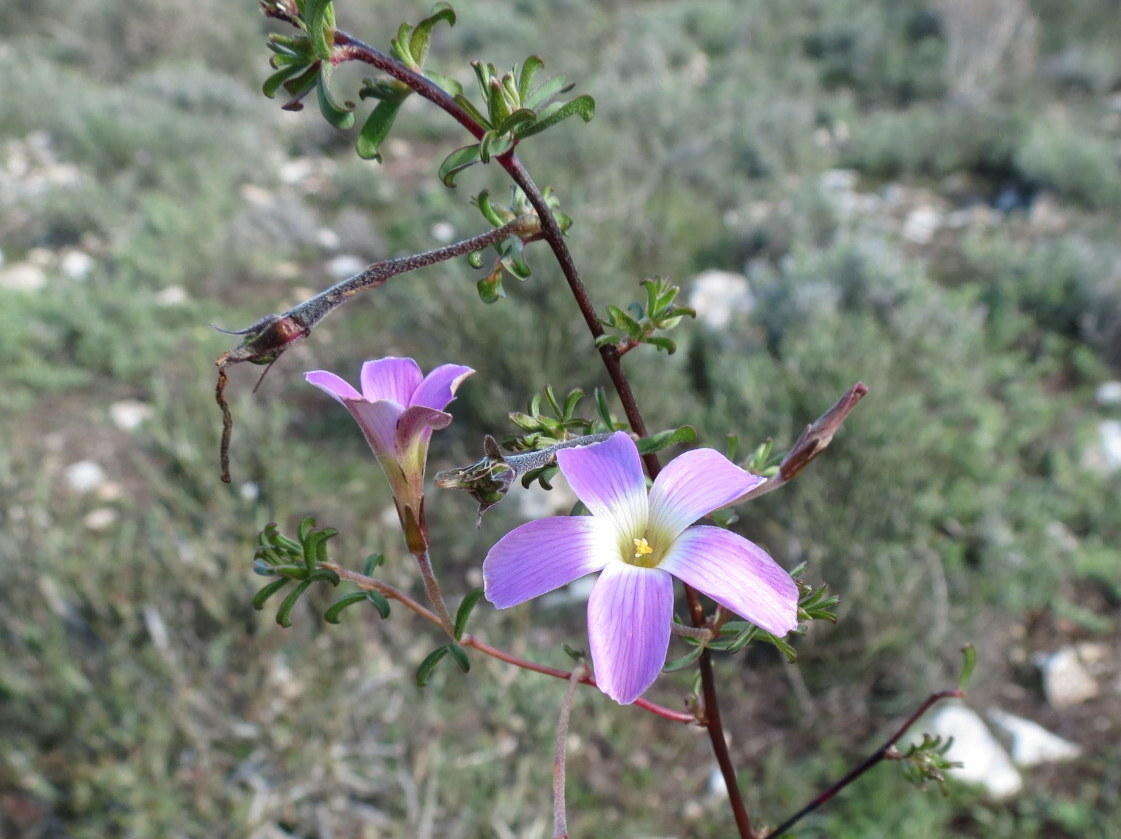 Imagem de Oxalis subsessilis L. Bolus