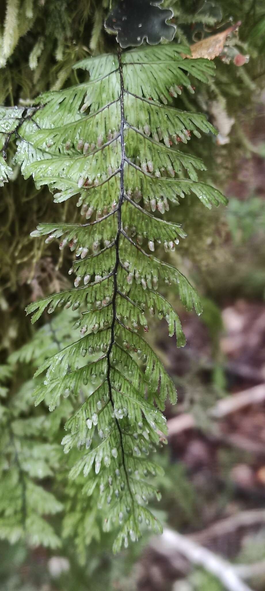 Image of Hymenophyllum pectinatum Cav.